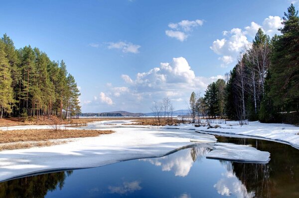 Wiosenny krajobraz. Choinki nad jeziorem