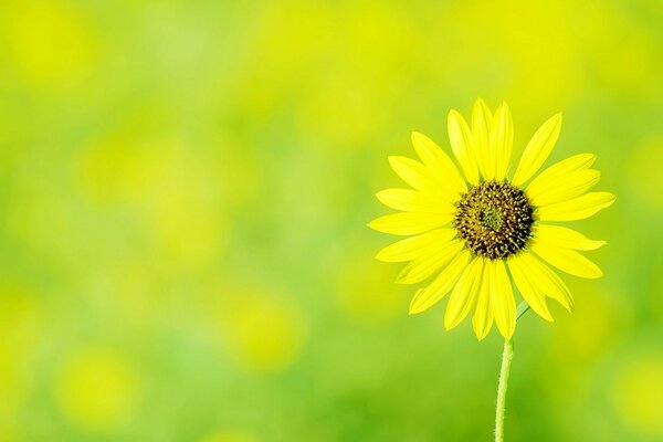 Lonely Yellow Dandelion flower