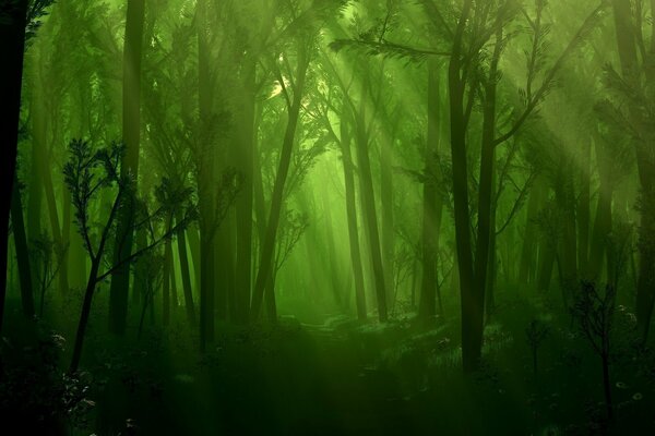 Forêt verte atmosphérique avec une lumière pourrie