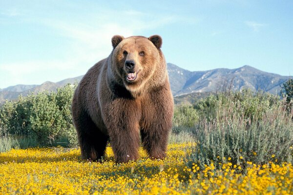 A brown bear stands in the middle of a chamomile field