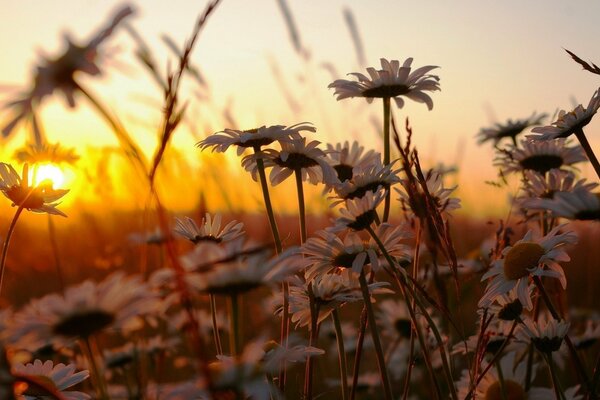 Gänseblümchen im Gras spiegeln sich bei Sonnenuntergang