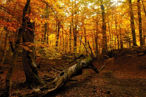 Forêt d automne et arbre tombé