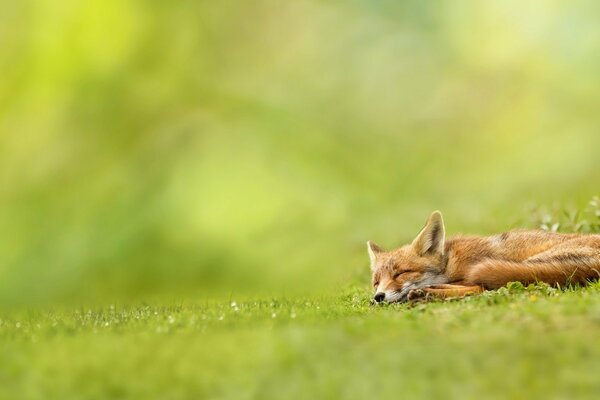 A red fox sleeps on the green grass