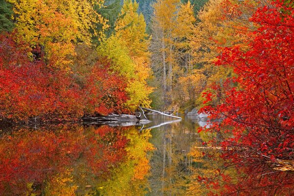 Paisaje rojo anaranjado de otoño