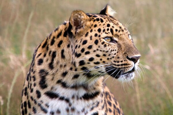 Leopardo concentrato in cerca di preda