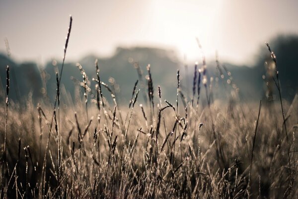 Morning dew on the meadow in the light of the rising sun