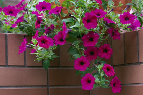 Decorazione di un muro di mattoni con fiori di petunia