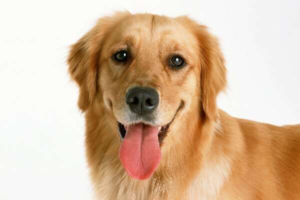 Собака смотрит в кадр с высунутым языком