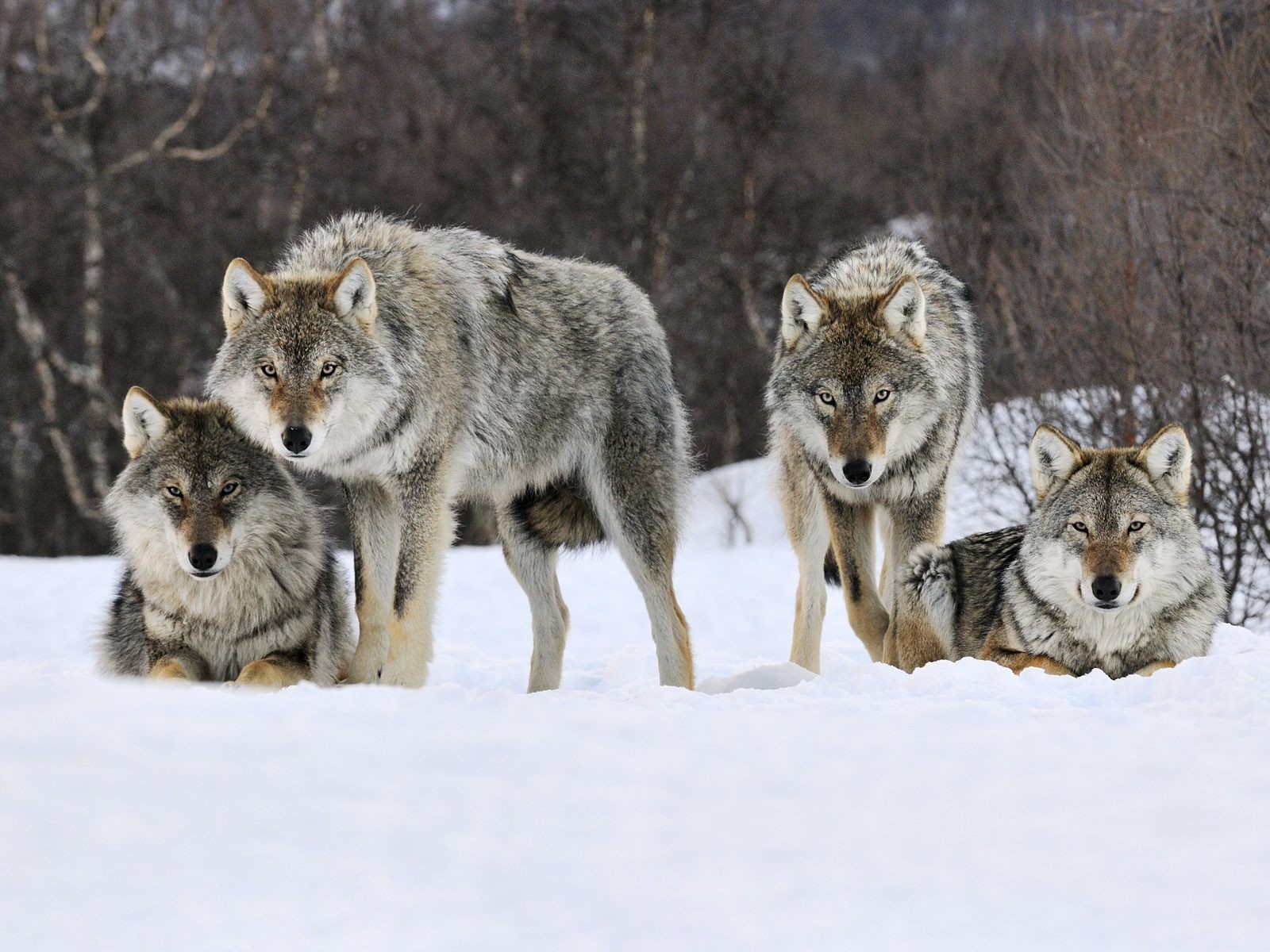 hiver loups meute