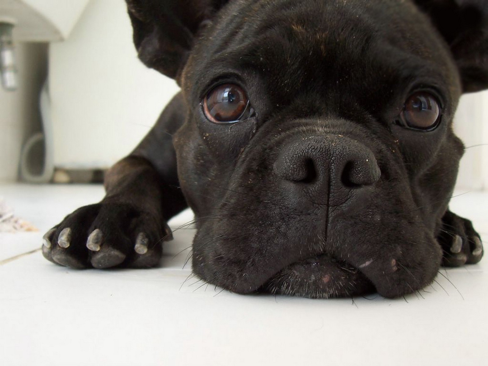 mirada tristeza cachorro