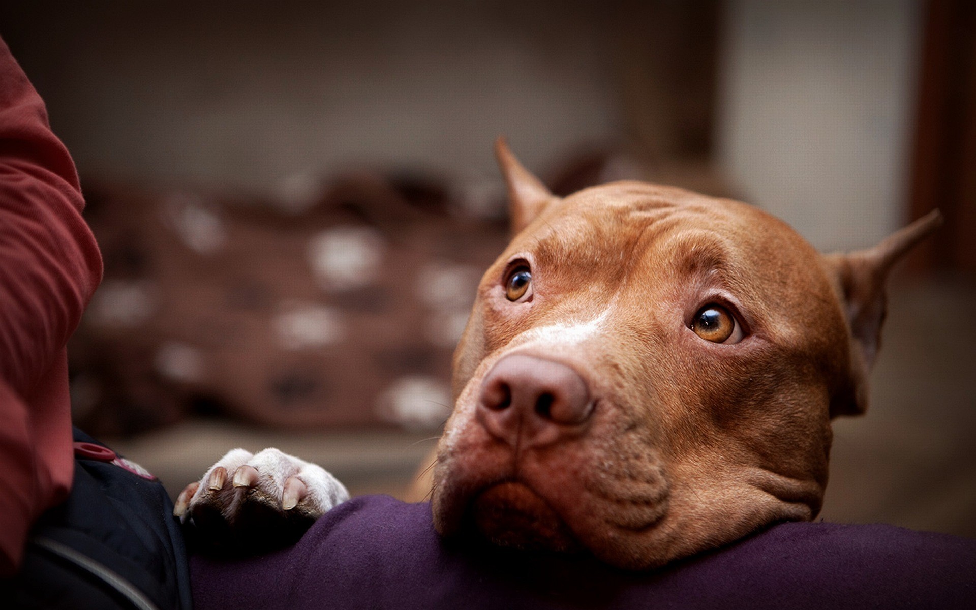 perro gran danés mirada