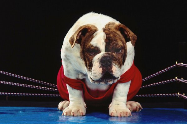 English bulldog enters the ring