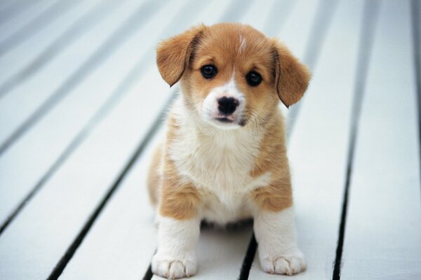 Petit chiot sur une planche légère