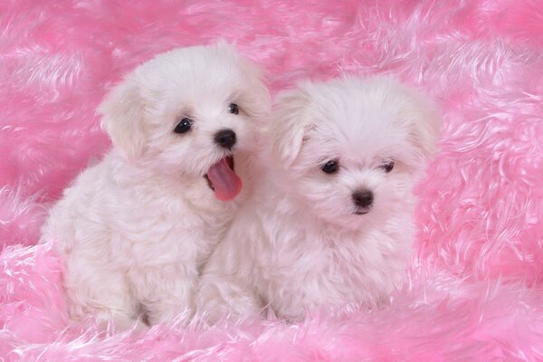 Dos pequeños cachorros peludos en una colcha rosa