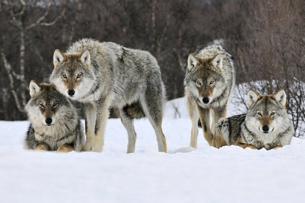 Una bandada fotogénica de lobos en invierno