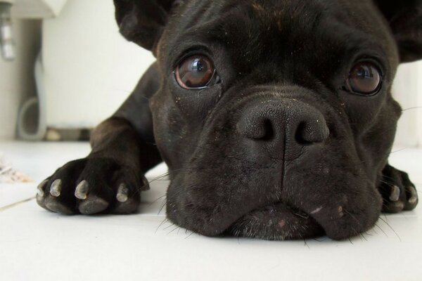 Sguardo del cucciolo del bulldog francese