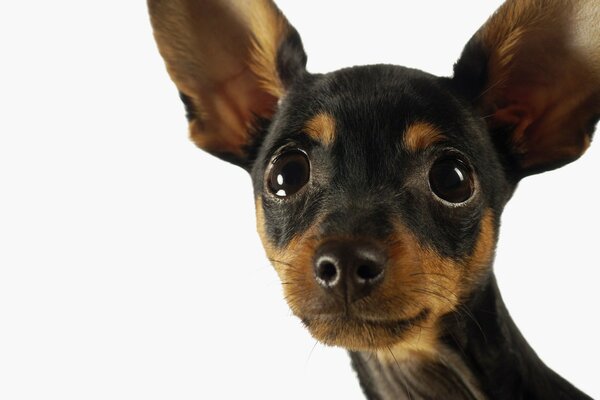 Vue d un chien de race miniature avec de grandes oreilles