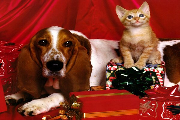 Photo de Noël avec chien et chat