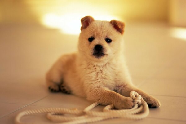 Chiot moelleux joue avec la corde