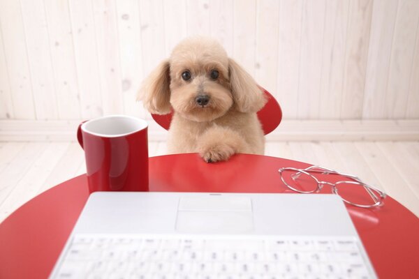 Cachorro detrás de una computadora portátil con gafas y una taza de café