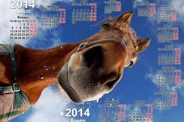 Calendar for 2014 with a horse looking at the camera