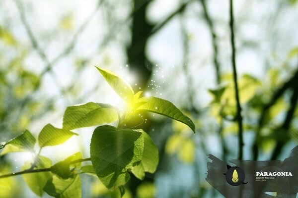 Morning color of green plants