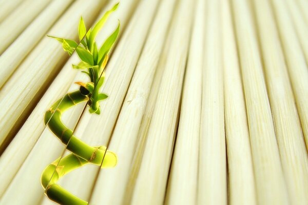 Bamboo grew among the white flooring