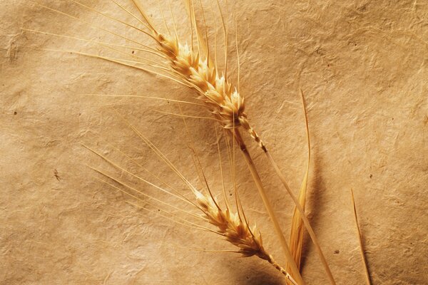 A warm photo of an ear on a paper background