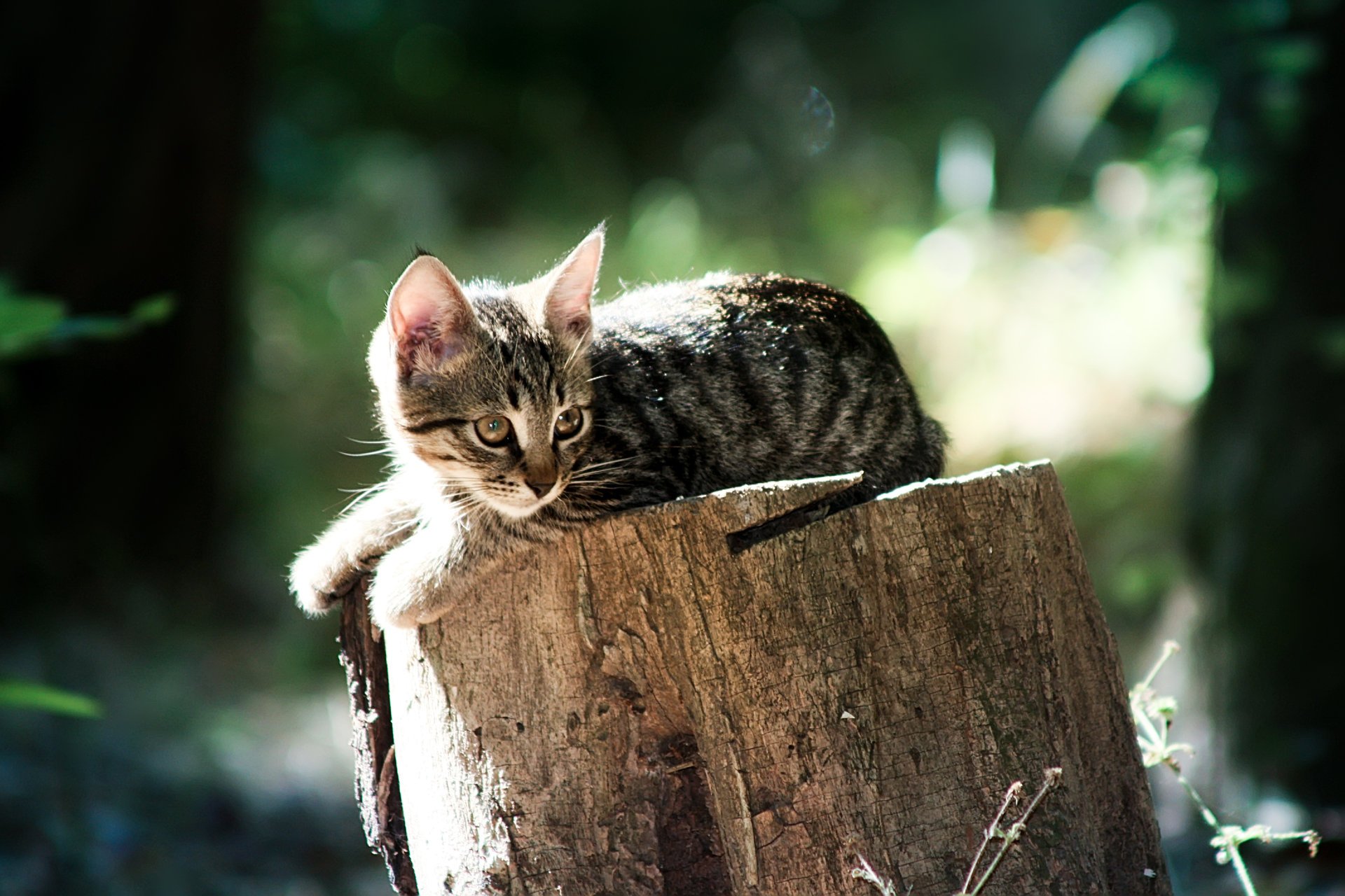 flauschig katzen katzen tiere