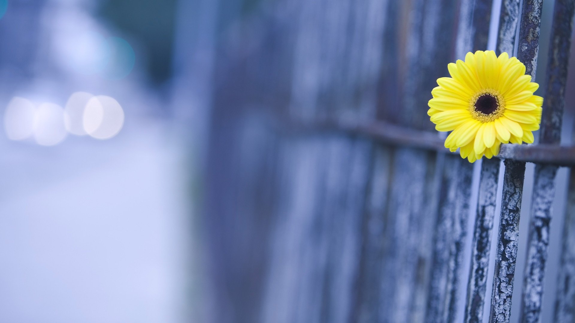 flower macro the fence gerbera blur