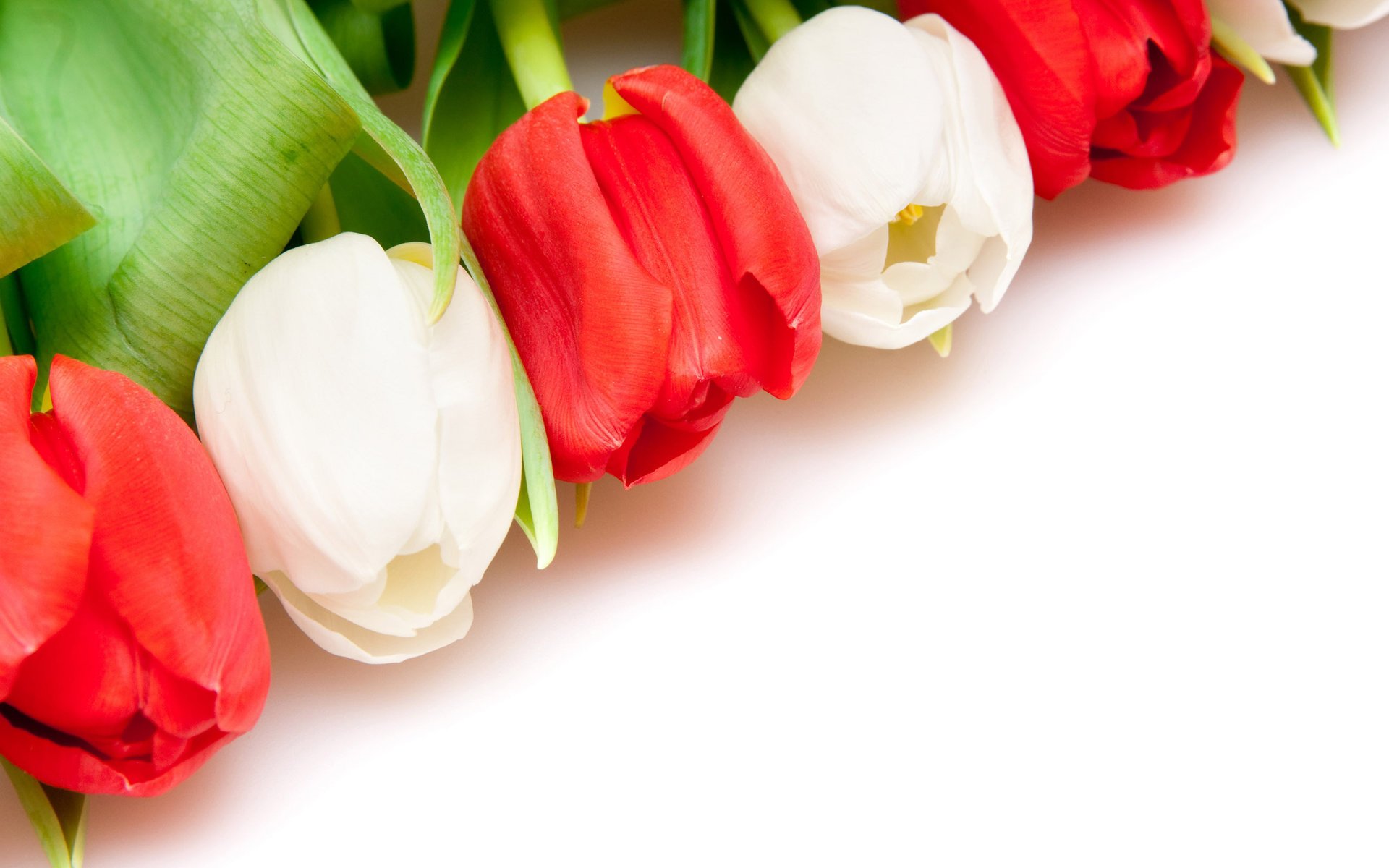 white tulips background red