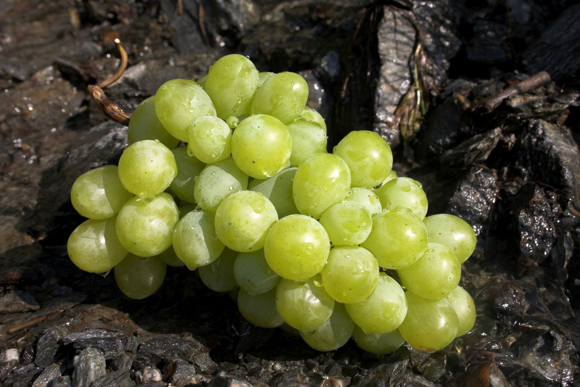 grapes berries brush