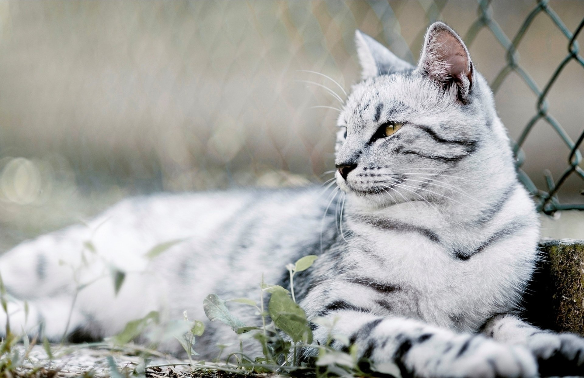 katze farbe katze wolle schnurrbart augen foto hintergrund