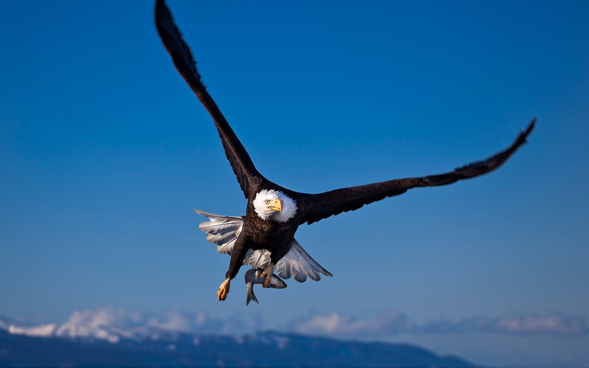 bird mining eagle fish bald eagle hunting