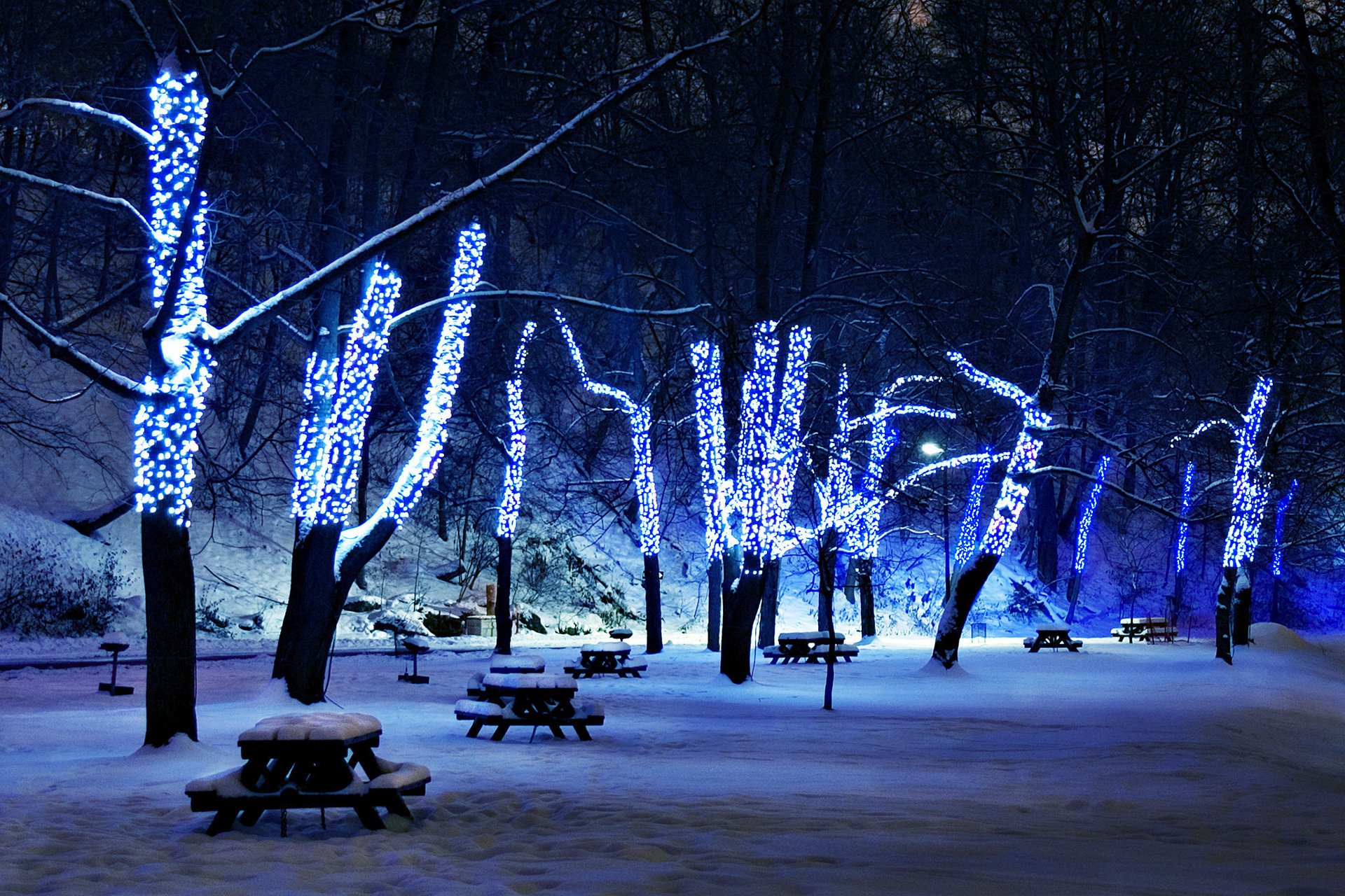 illuminazione neve alberi