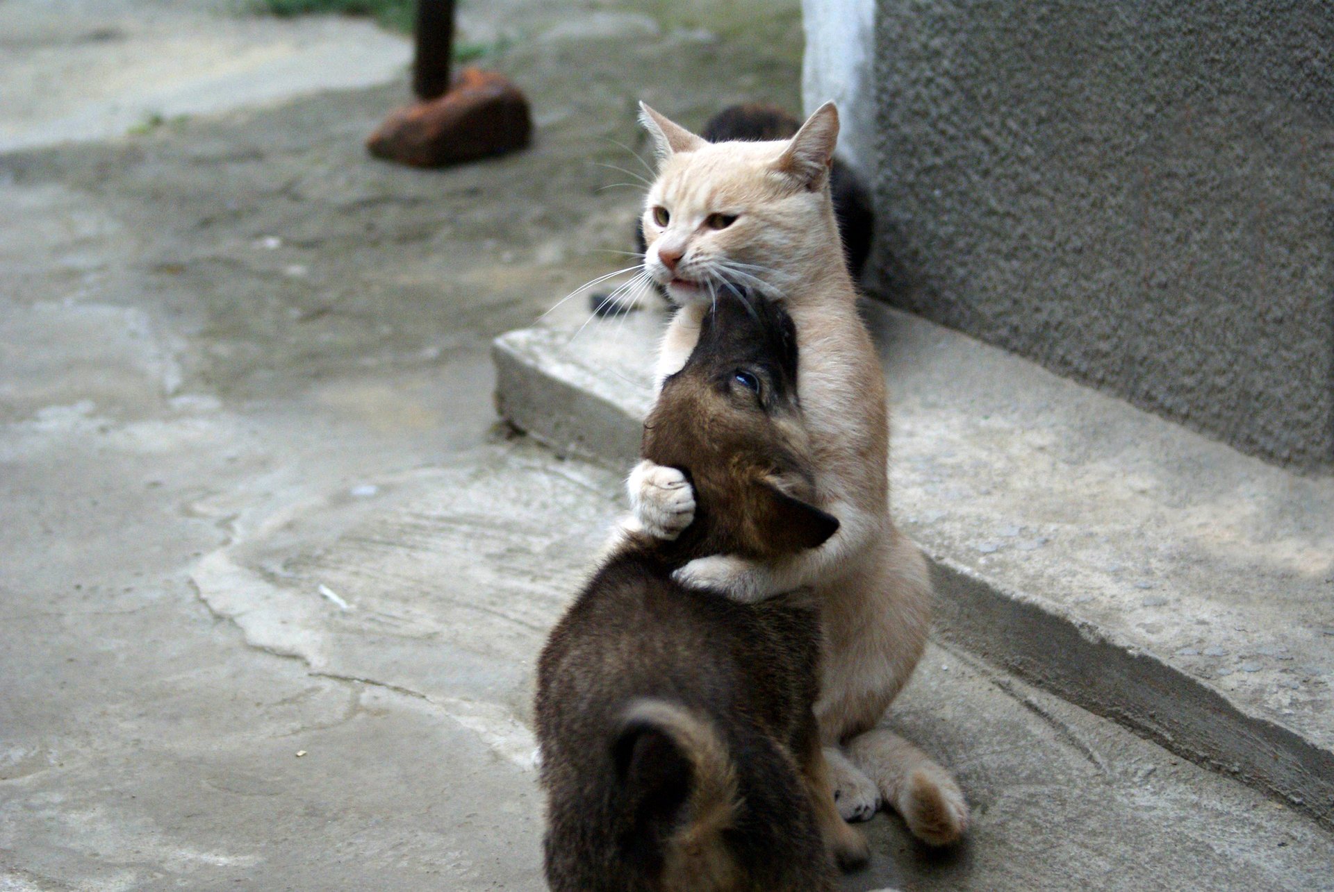 gatto bastardo carta da parati cane gatto cucciolo cane gatto