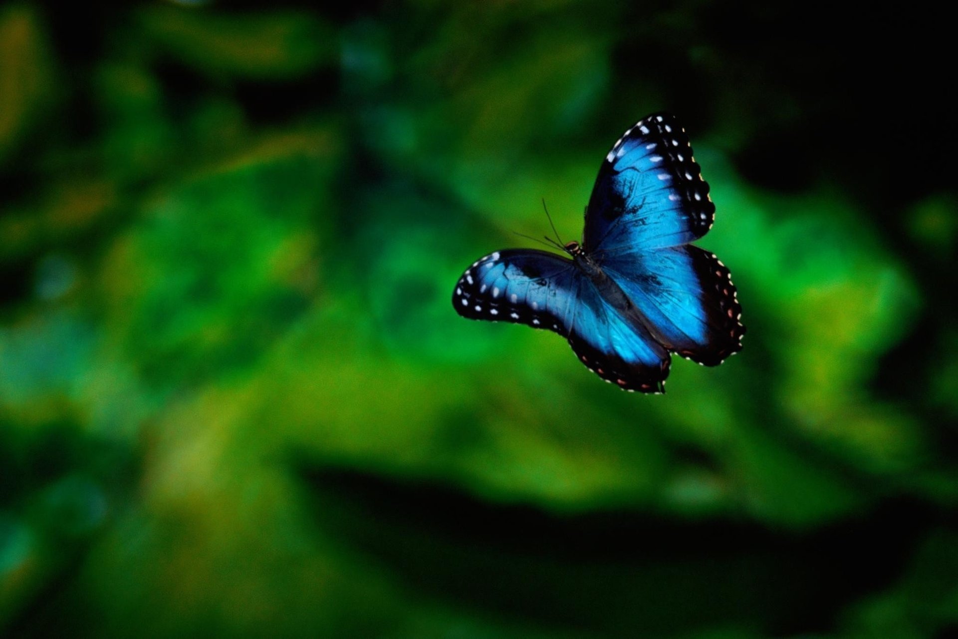 hintergrund grün schmetterling insekt