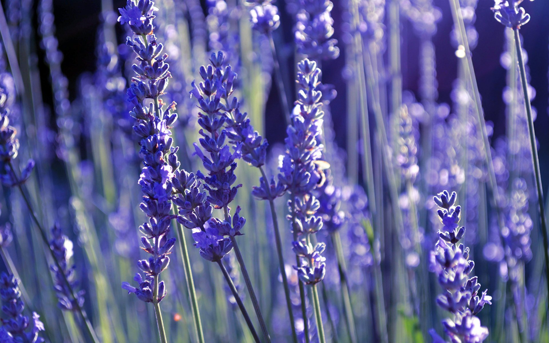 fleurs lavande lilas lavande