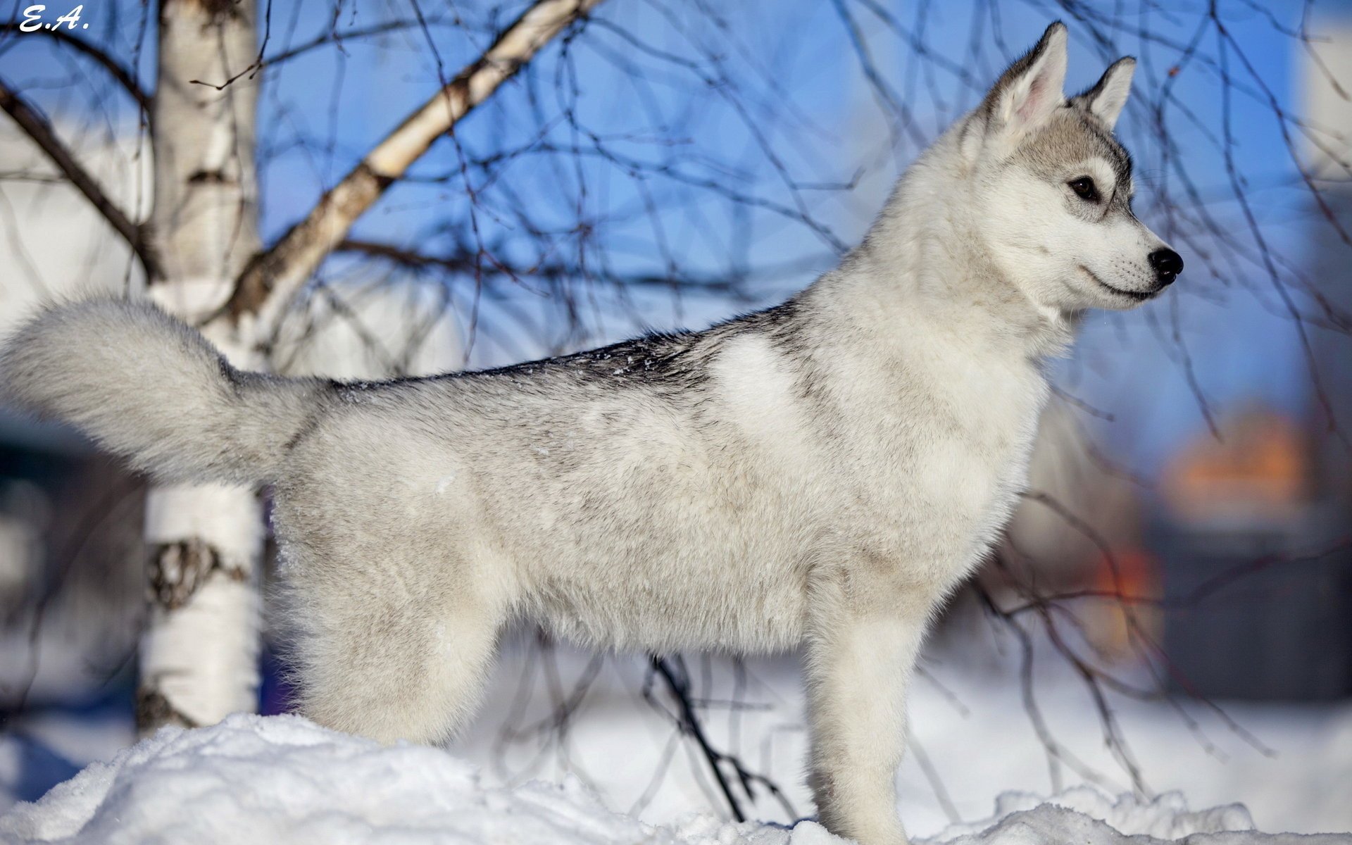 chien ami hiver neige