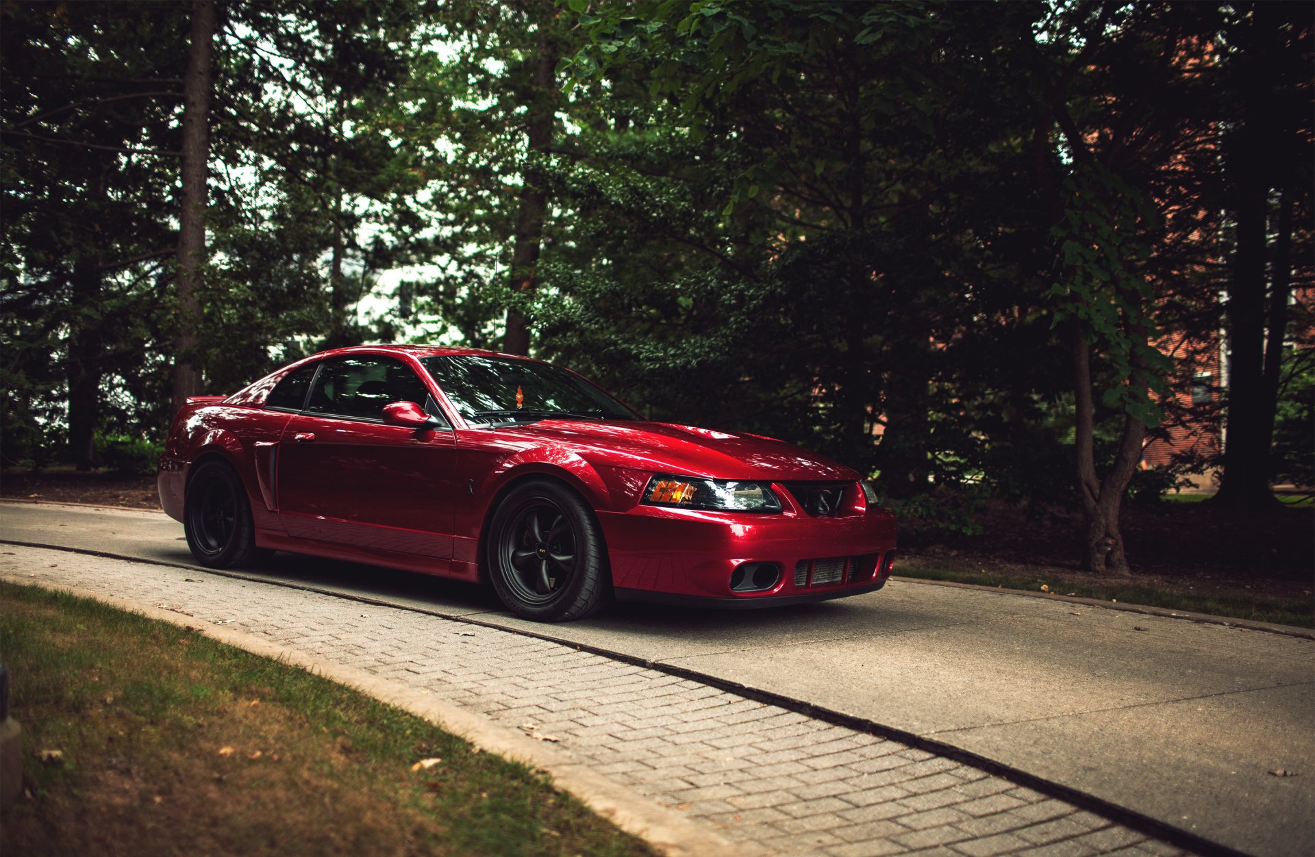 ford mustang cobra ford mustang rojo rojo bosque