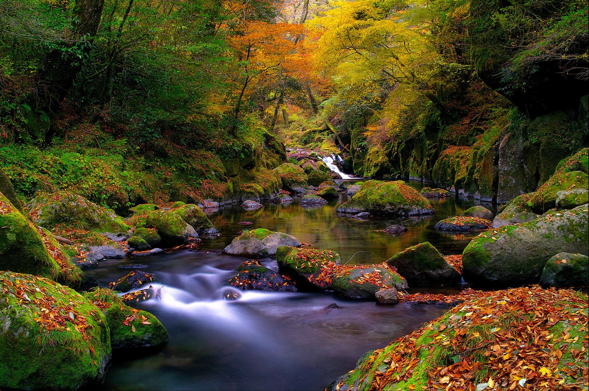 nature moss forest river autumn leaves stream stone