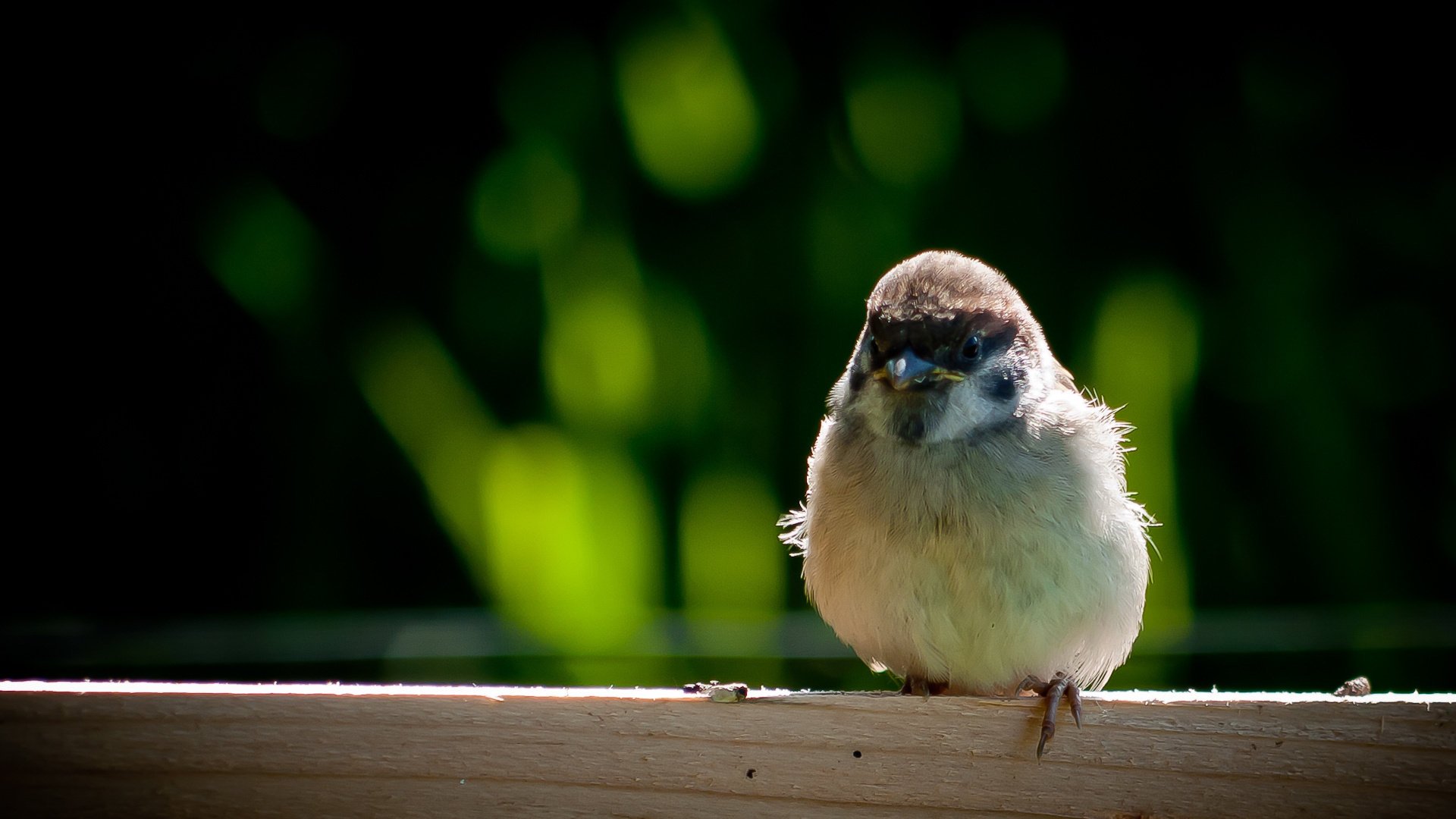 spatz vogel schnabel federn flügel