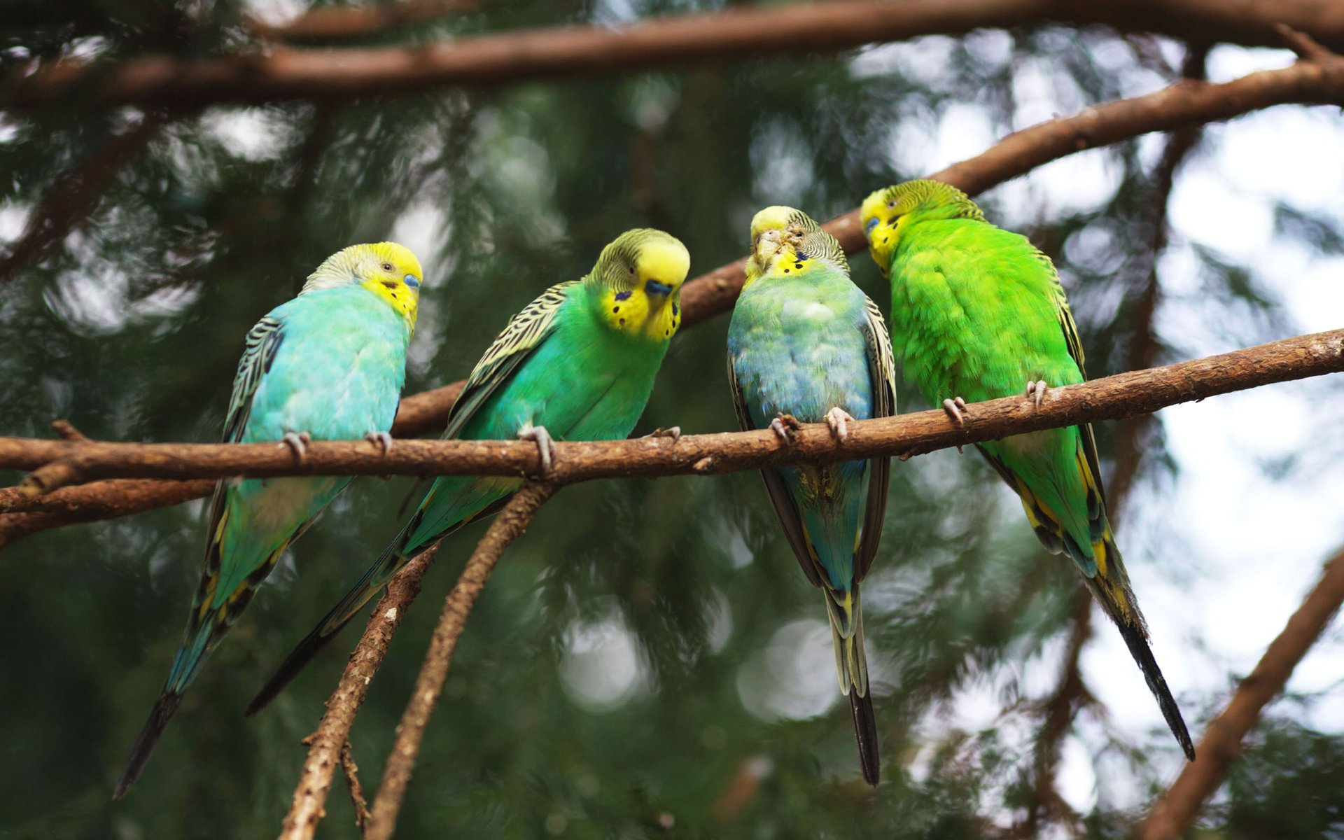 papagei und äste vögel vogel parrot ast vier papagei