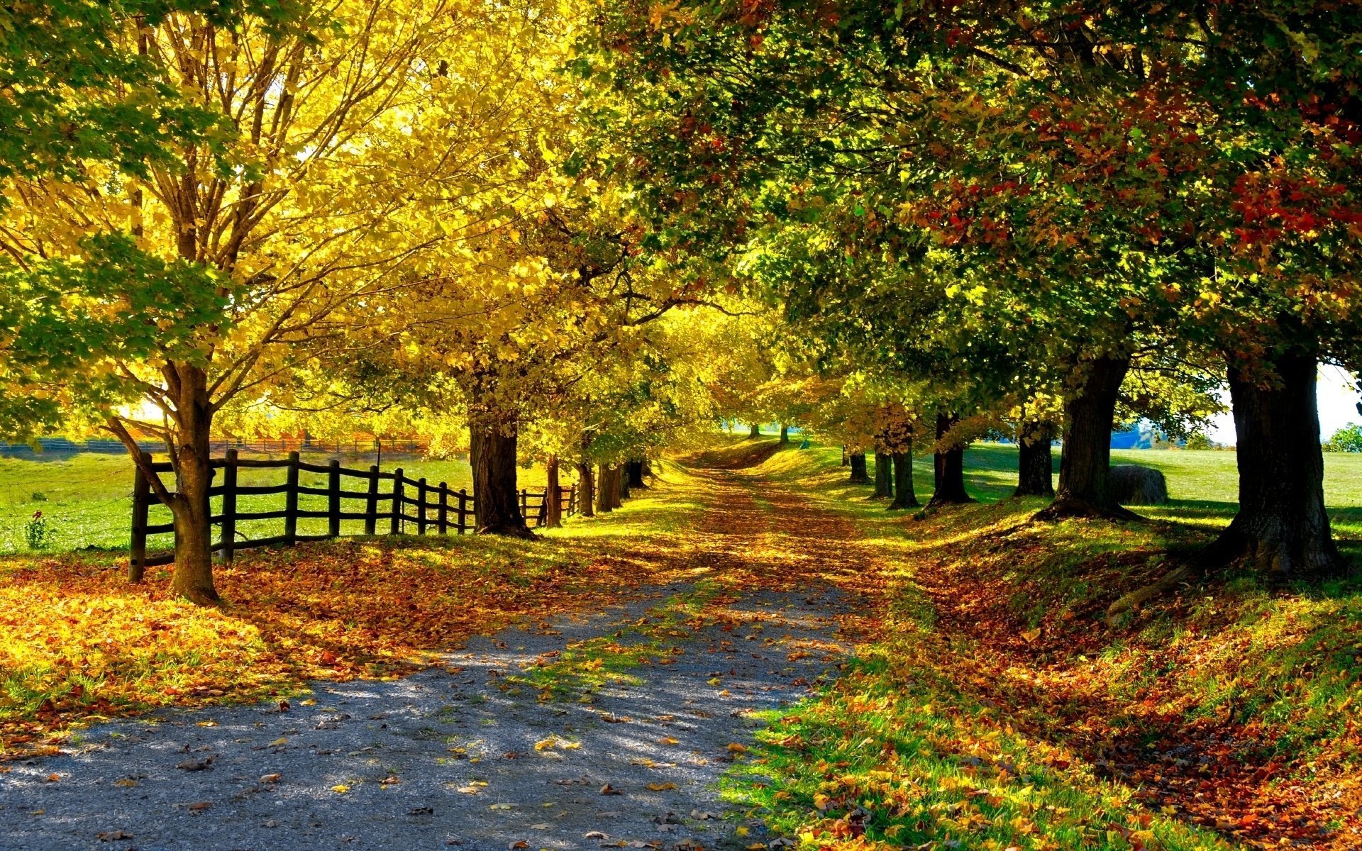 nature trees road leaves the fence alley autumn