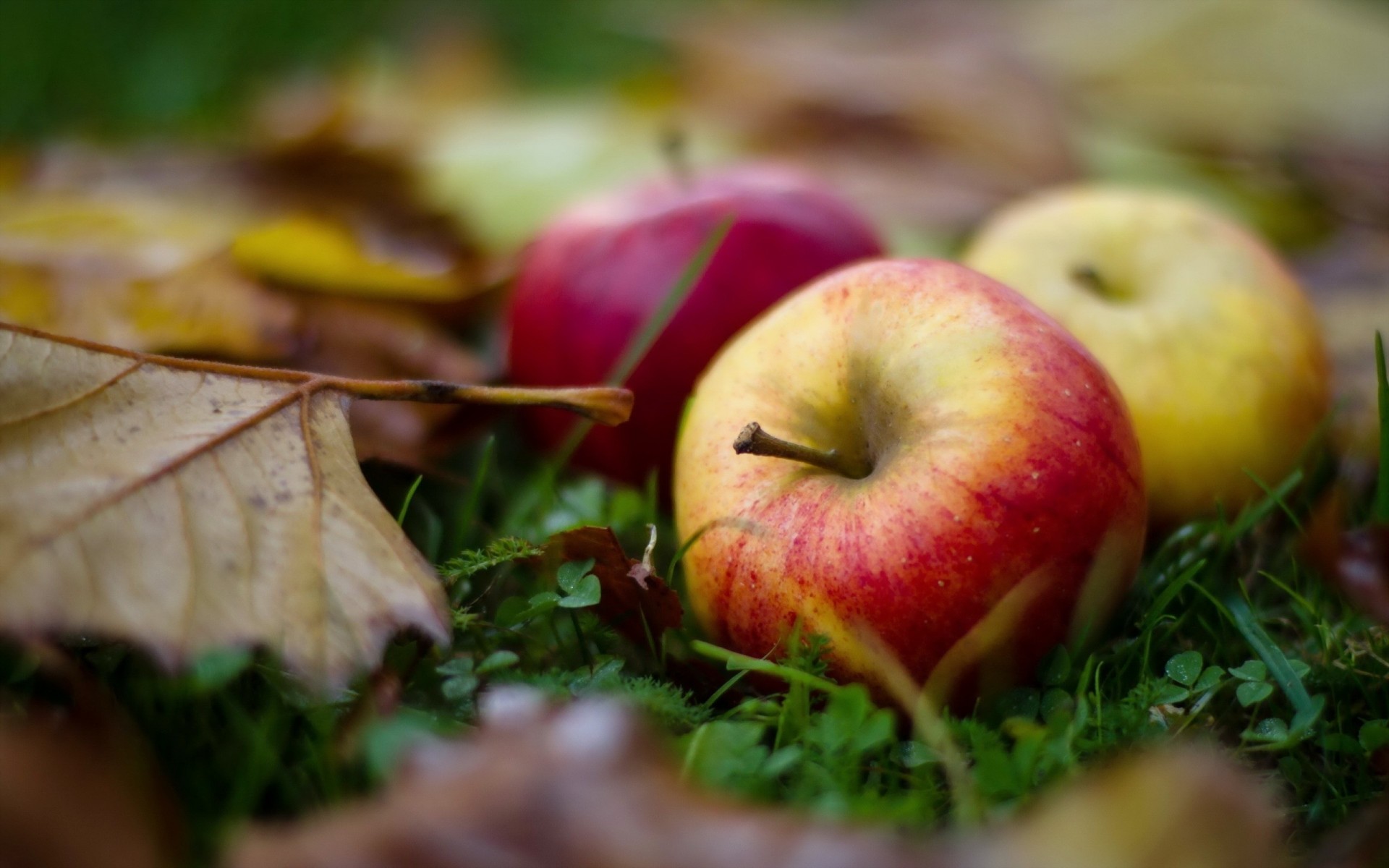 frutta cibo erba autunno mele