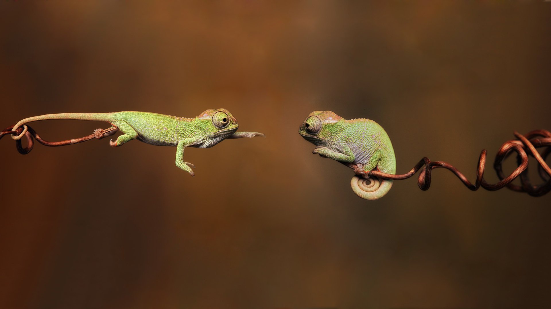 caméléons reptiles reptiles branches chameleon branche