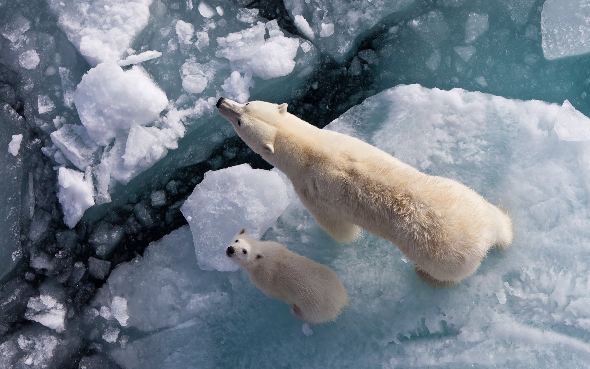 bears north white