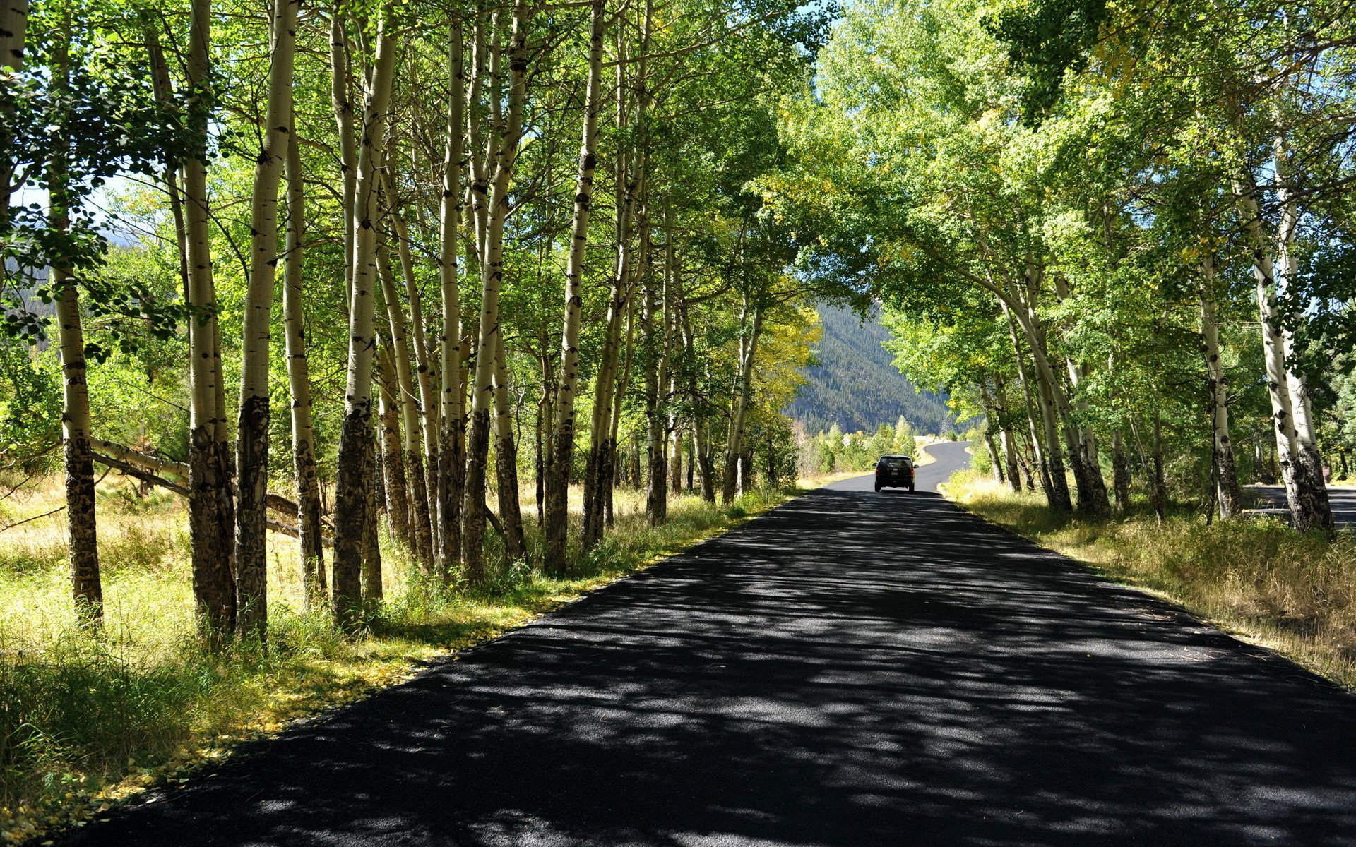 road summer tree