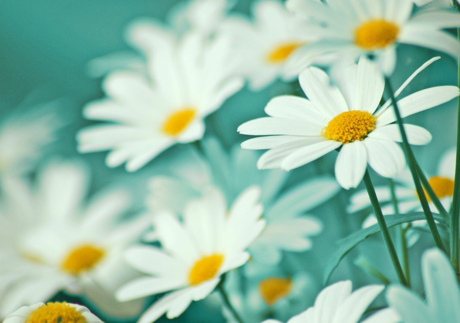 gänseblümchen blumen blütenblätter zärtlichkeit leichtigkeit weiß