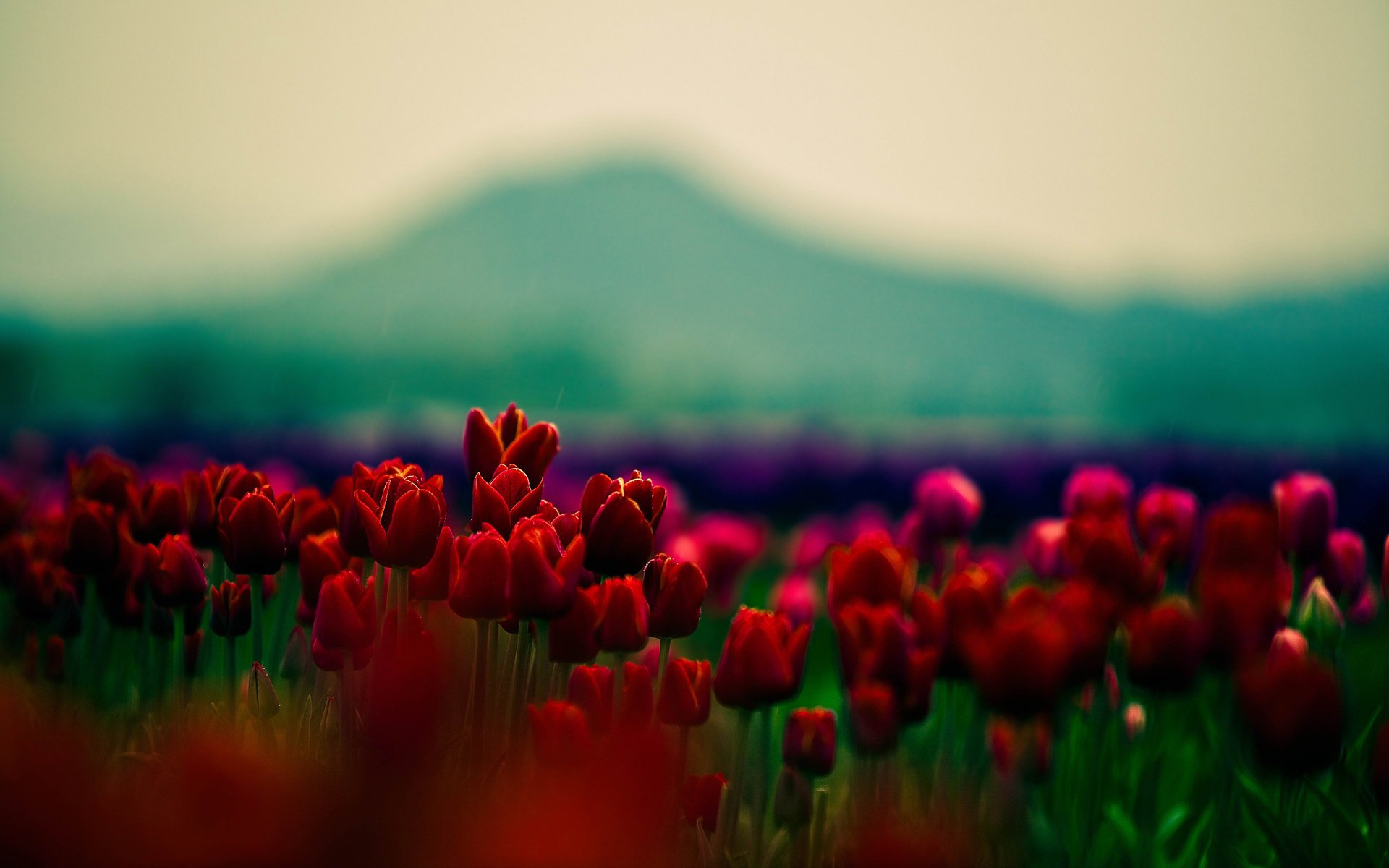 rojo flores tulipanes papel pintado de flores tulipán